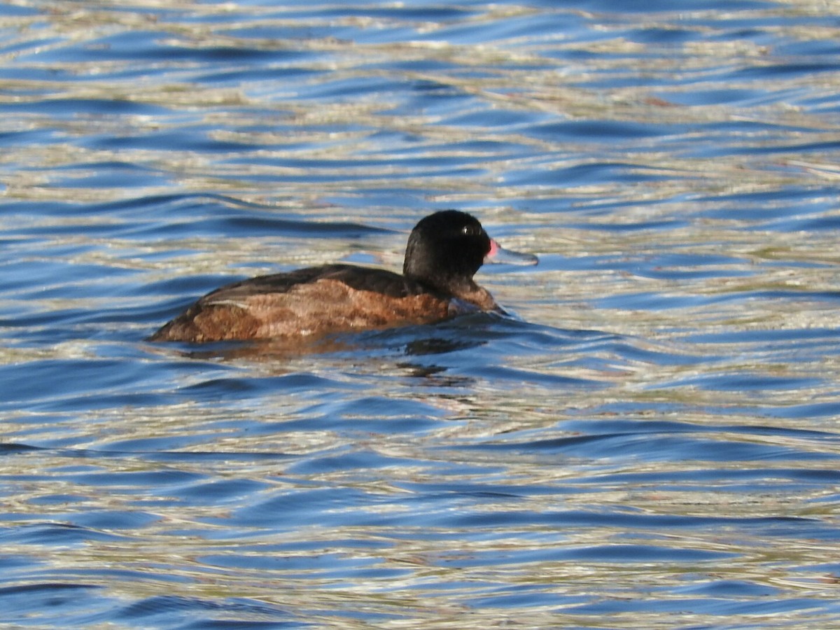 Black-headed Duck - ML286414681