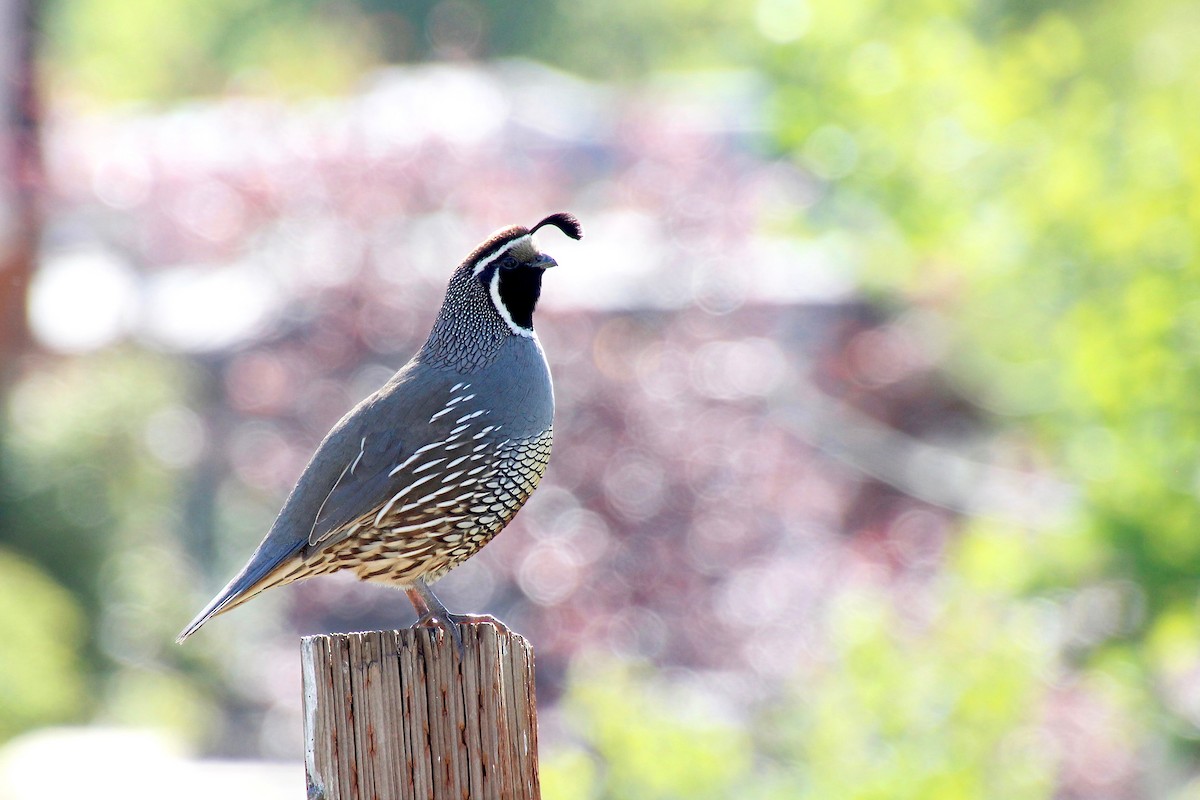 California Quail - Samantha Walker