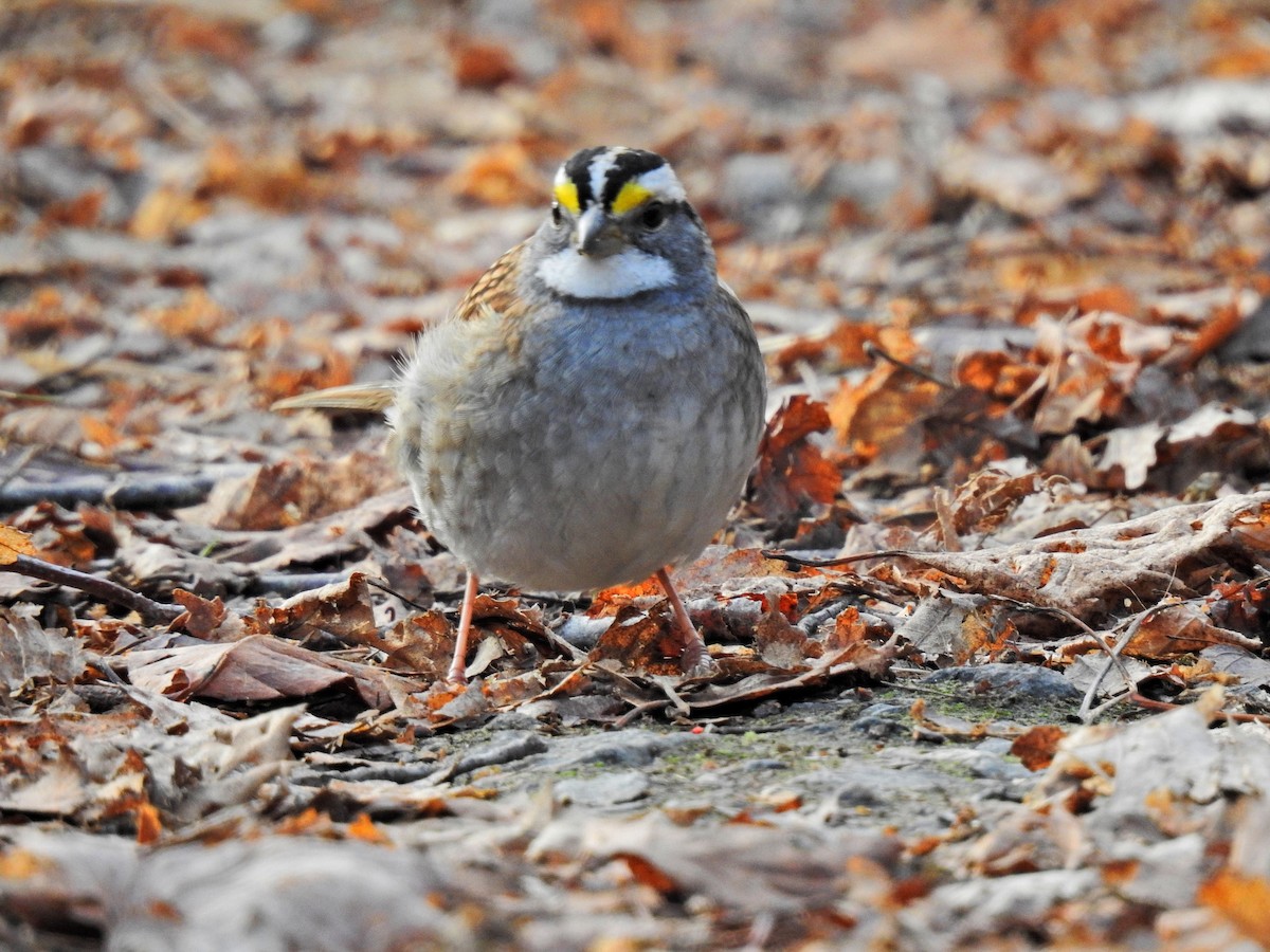 White-throated Sparrow - ML286416281