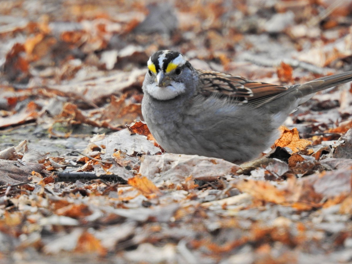 White-throated Sparrow - ML286416291