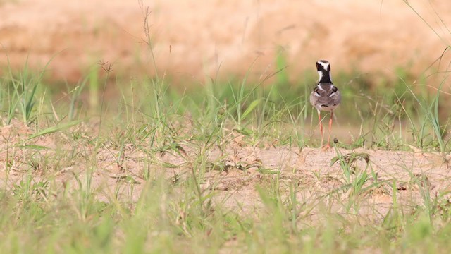 Pied Plover - ML286416561