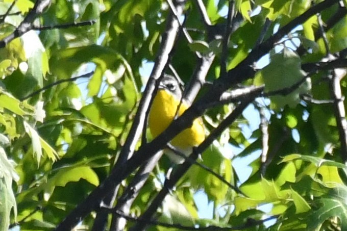 Ictérie polyglotte - ML286417431