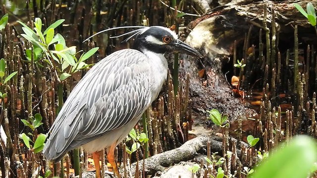 Yellow-crowned Night Heron - ML286417741