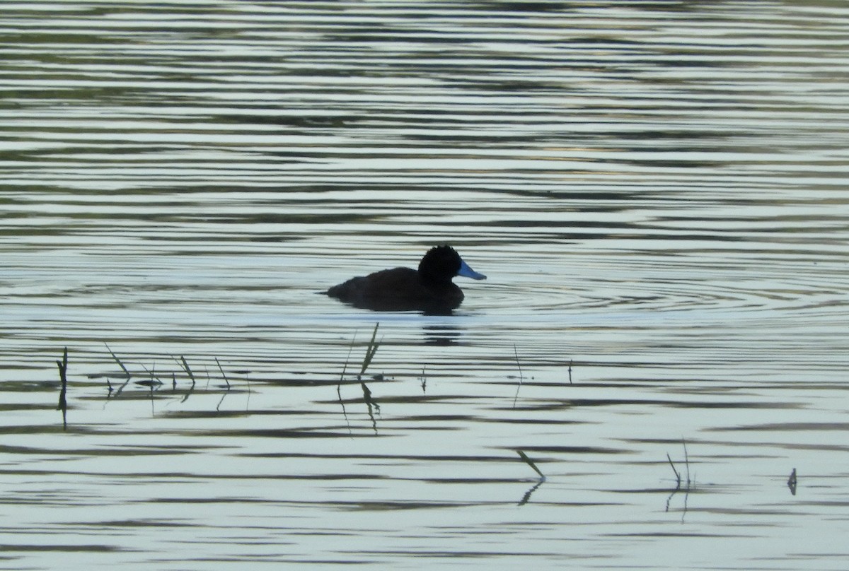 Blue-billed Duck - ML286418221