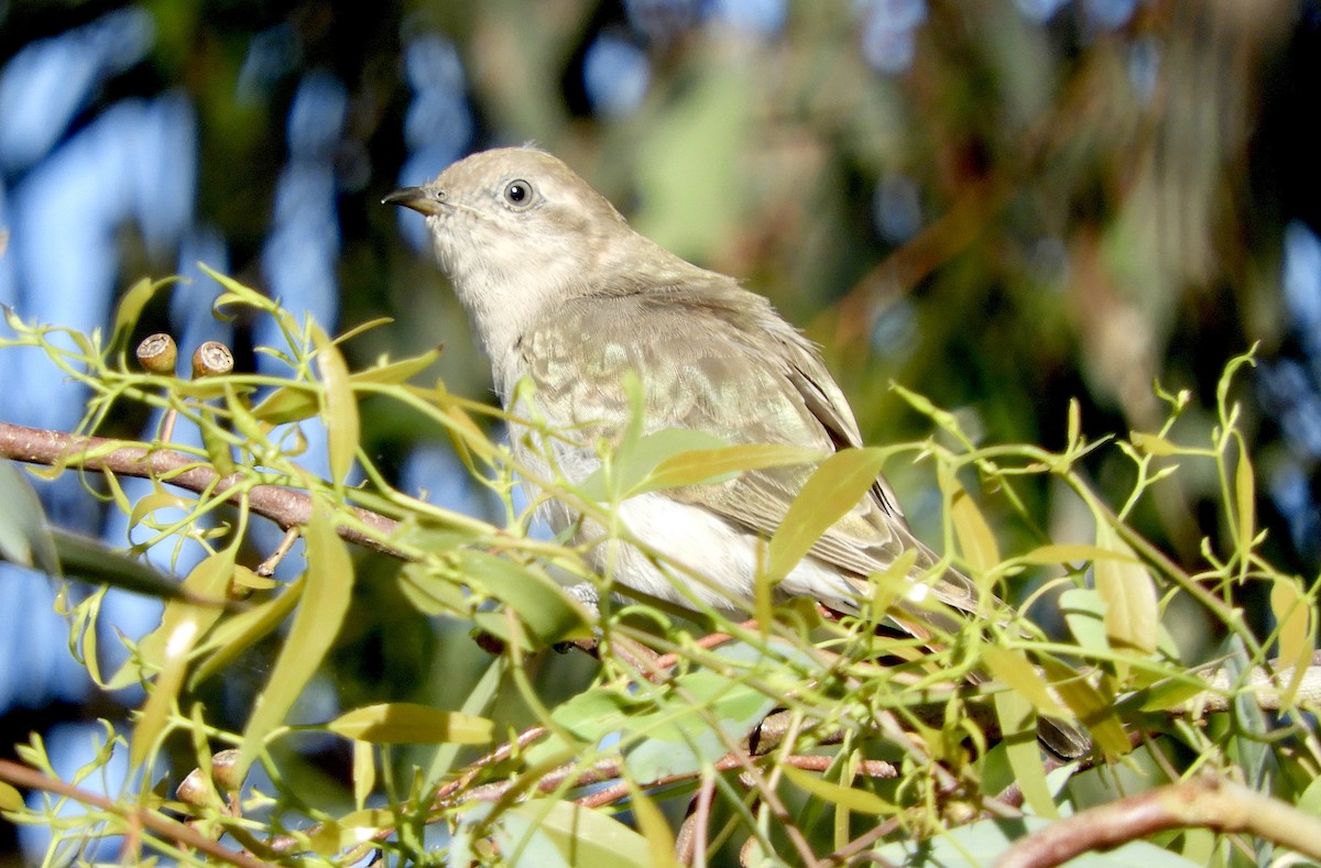 Horsfield's Bronze-Cuckoo - Anonymous