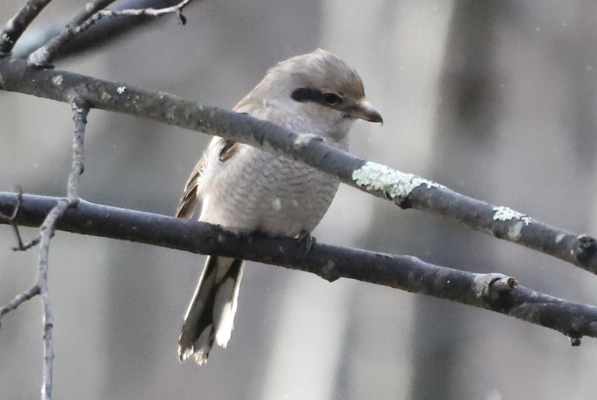 Northern Shrike - ML286420541