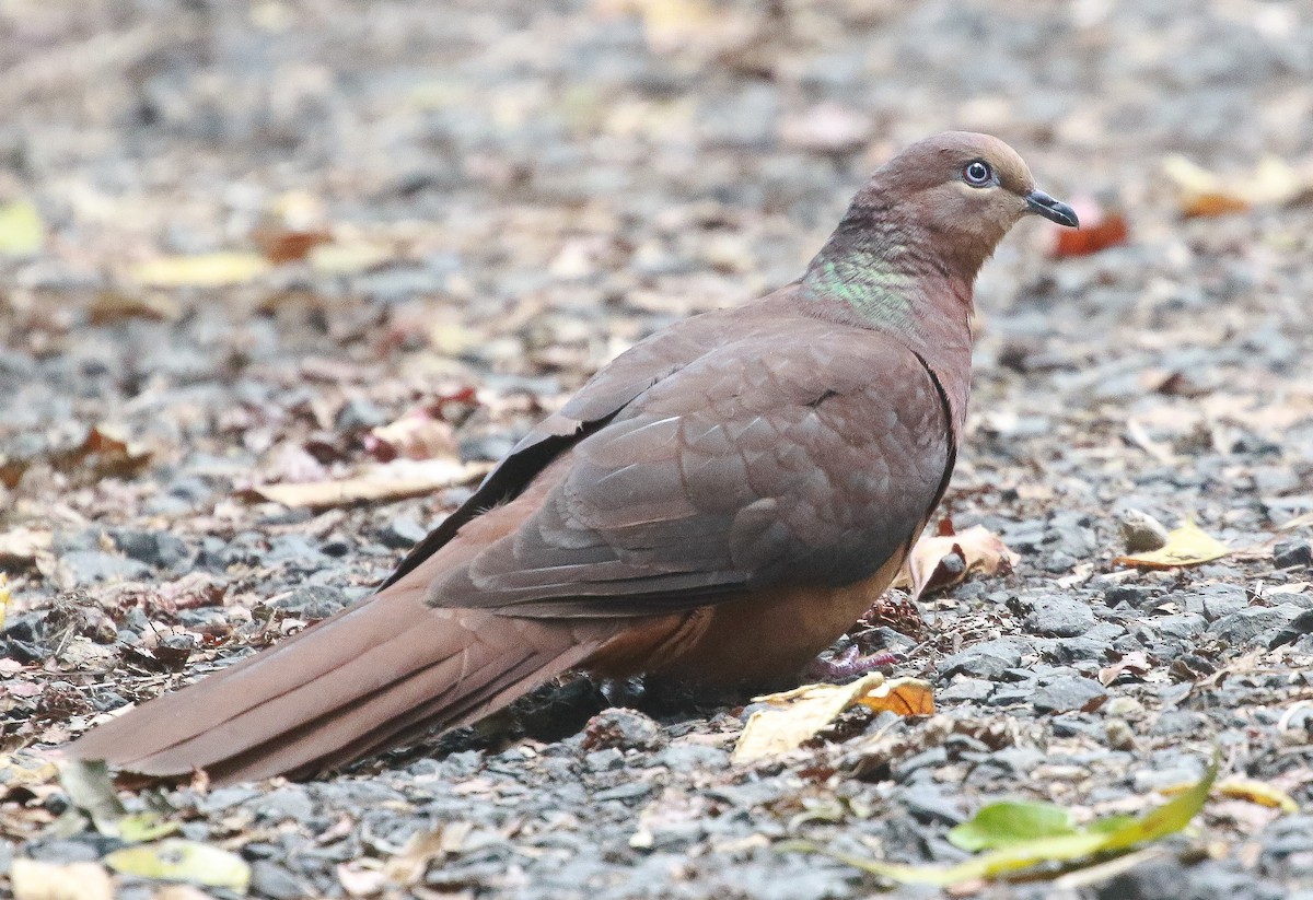 Brown Cuckoo-Dove - ML286420931