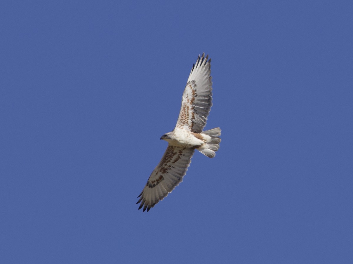 Ferruginous Hawk - ML286421221