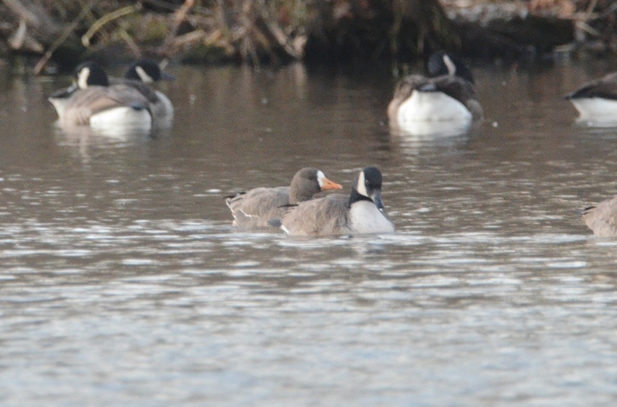 Greater White-fronted Goose - ML286422181