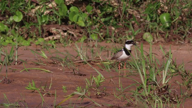 Pied Plover - ML286423241