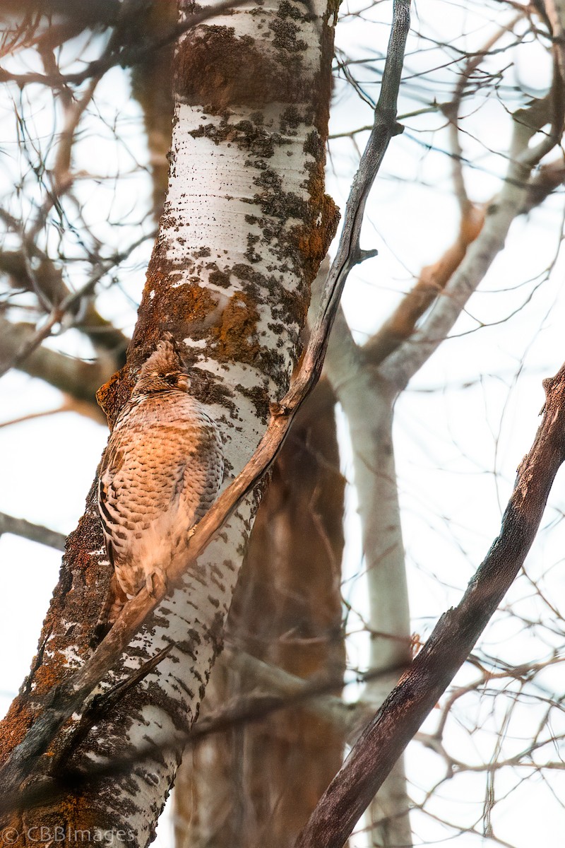 Ruffed Grouse - Connor Bowhay