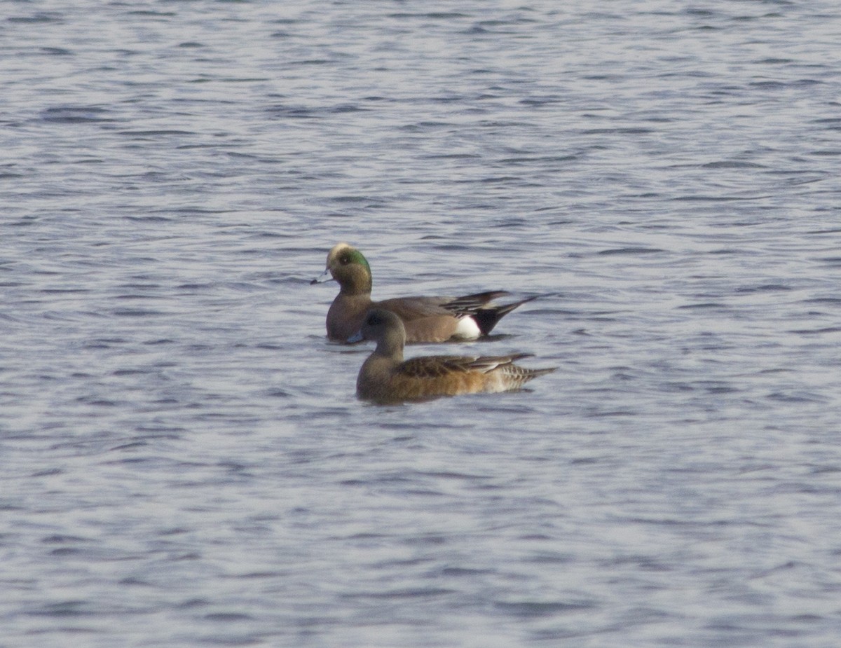 American Wigeon - ML286426111