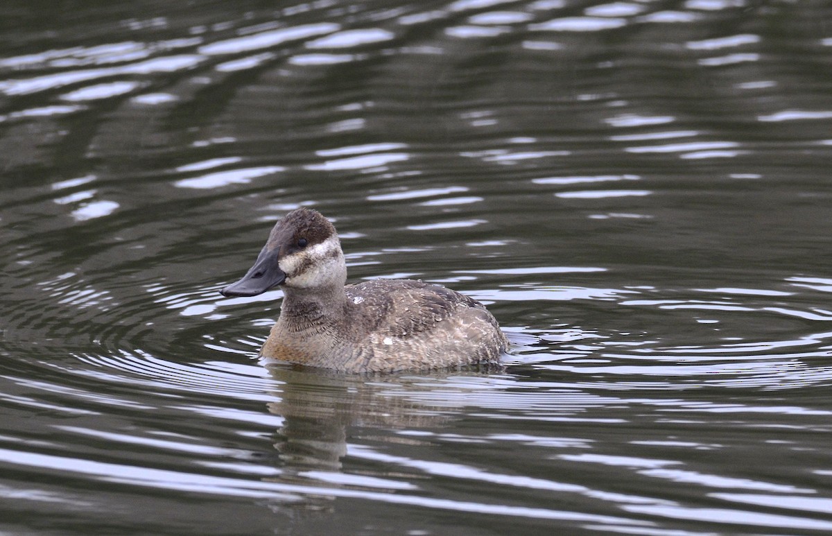 Ruddy Duck - ML286426651