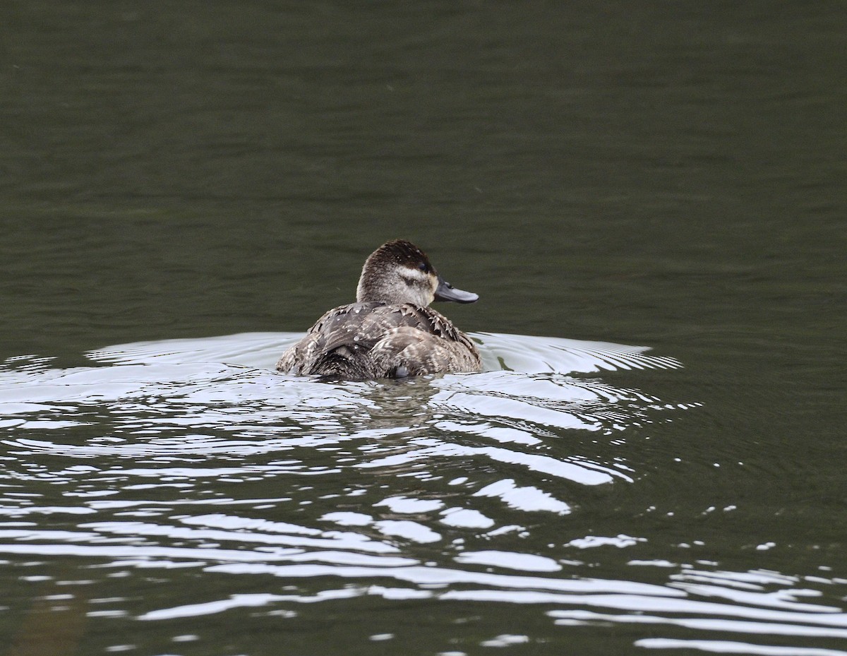 Ruddy Duck - ML286426821