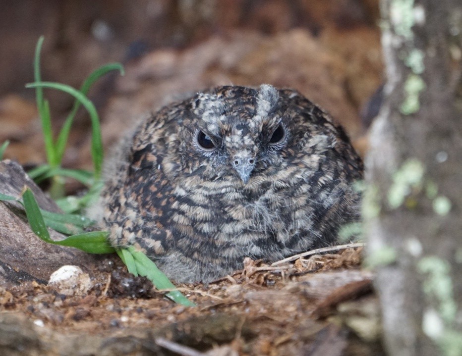 Band-winged Nightjar (Rufous-naped) - ML286426831