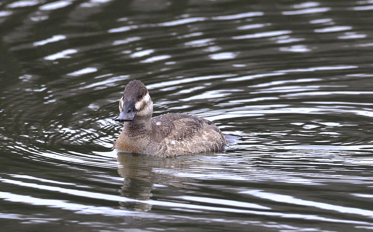 Ruddy Duck - Andrew Mack