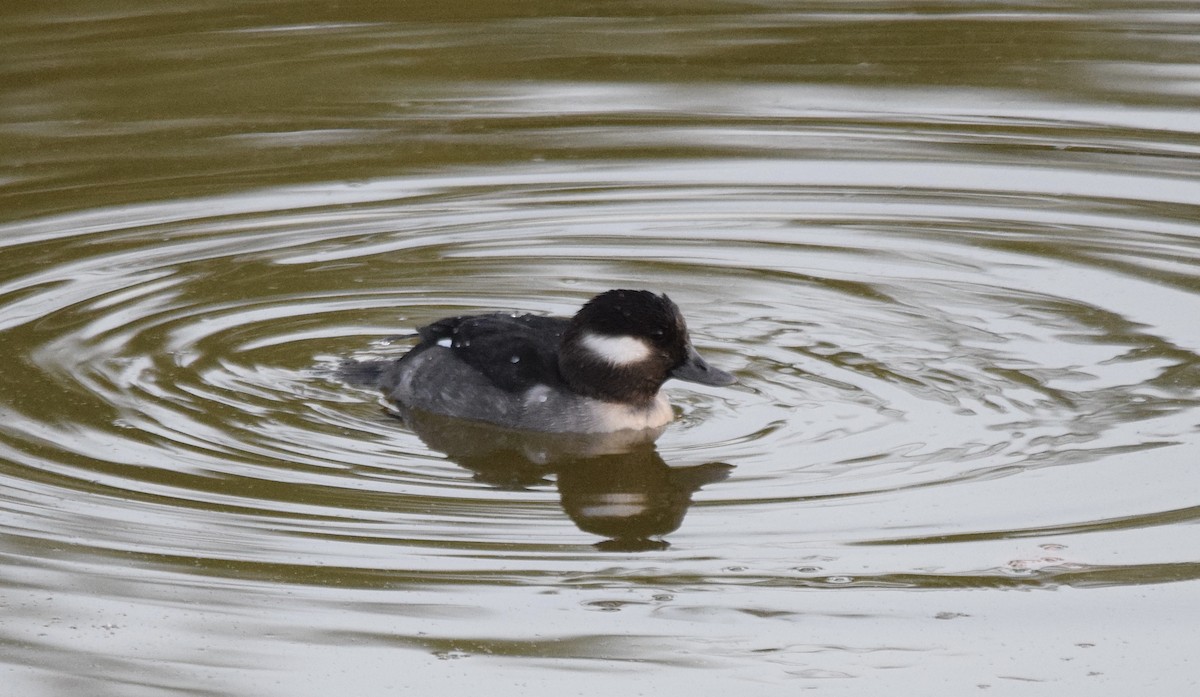 Bufflehead - ML286427601