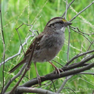 White-throated Sparrow - Rob Denholtz