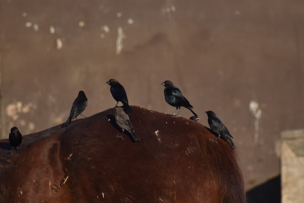 Brown-headed Cowbird - ML286428181