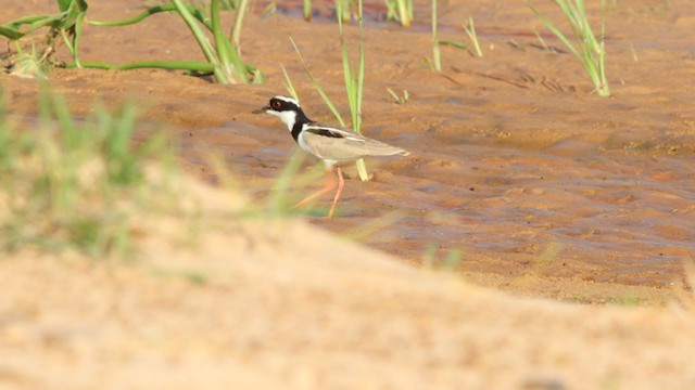 Pied Plover - ML286428751