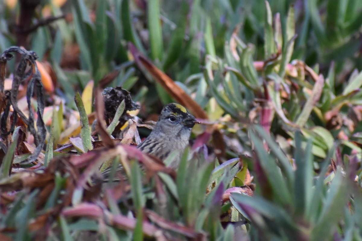 Golden-crowned Sparrow - ML286429001