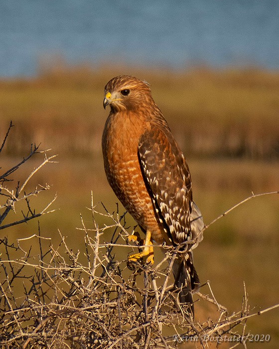 Red-shouldered Hawk - ML286429321