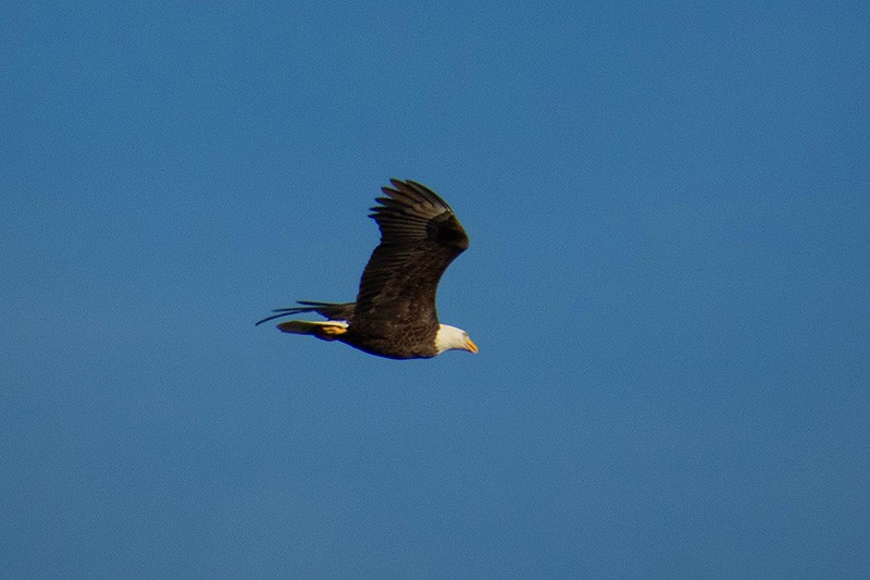 Bald Eagle - ML286429351