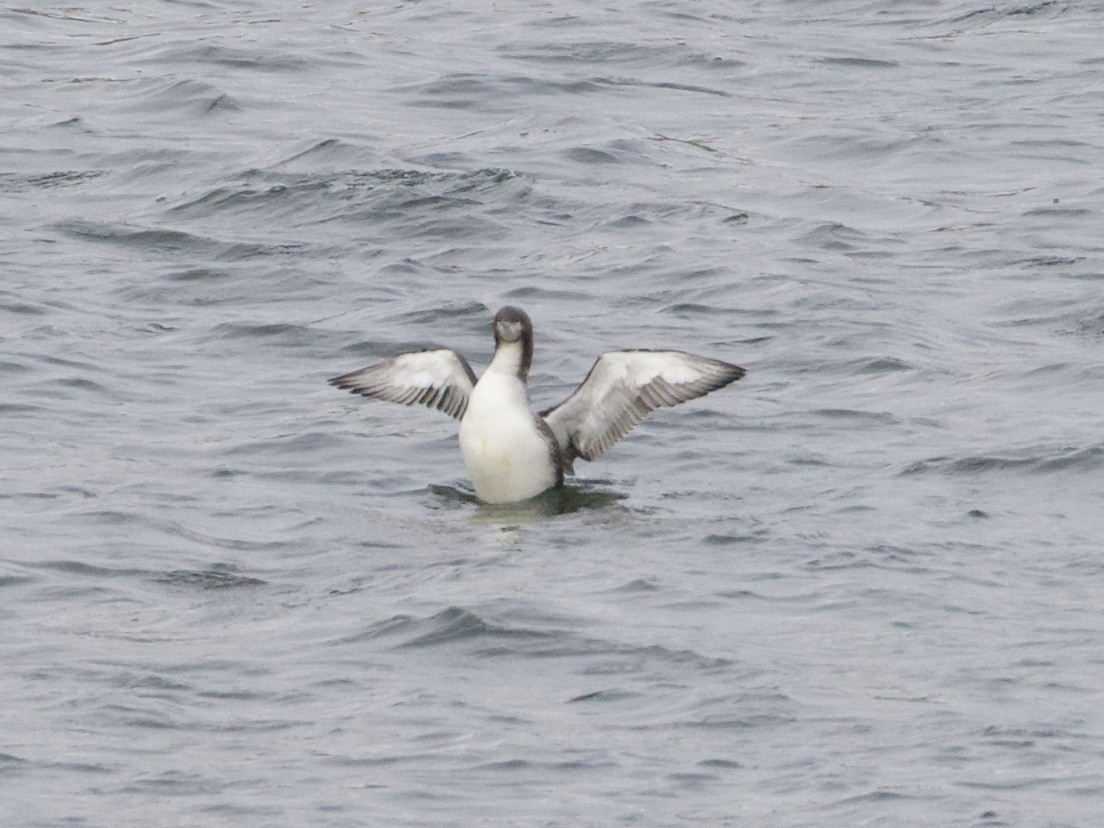 Pacific Loon - ML286431171