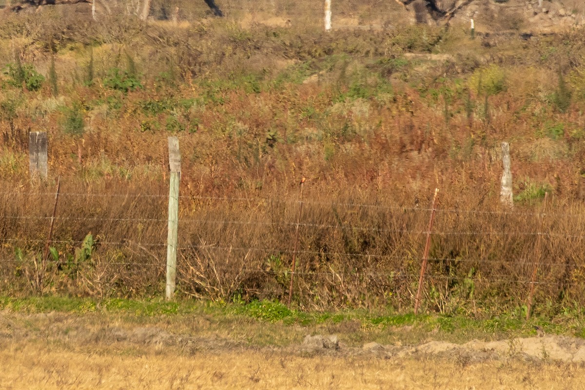 Vermilion Flycatcher - ML286431521