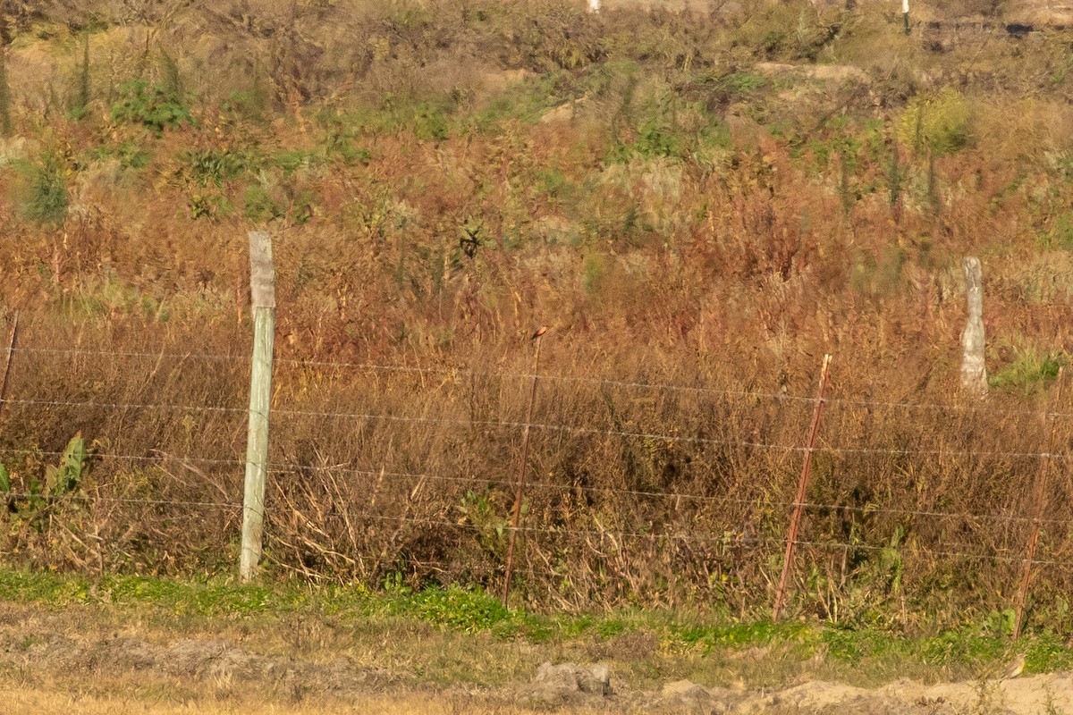 Vermilion Flycatcher - ML286431531