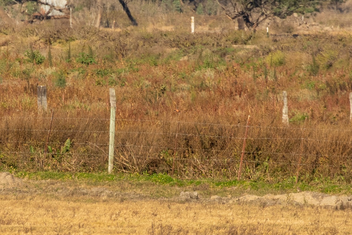 Vermilion Flycatcher - ML286431571