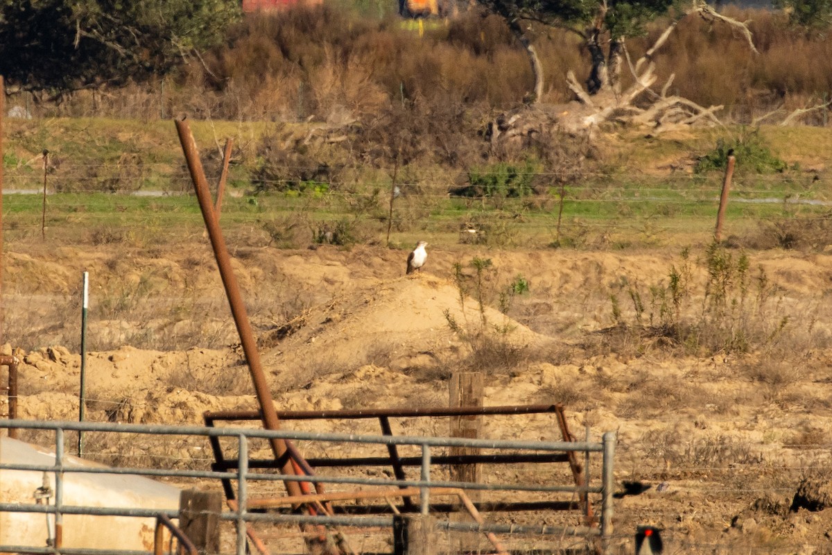 Ferruginous Hawk - Mark Stephenson