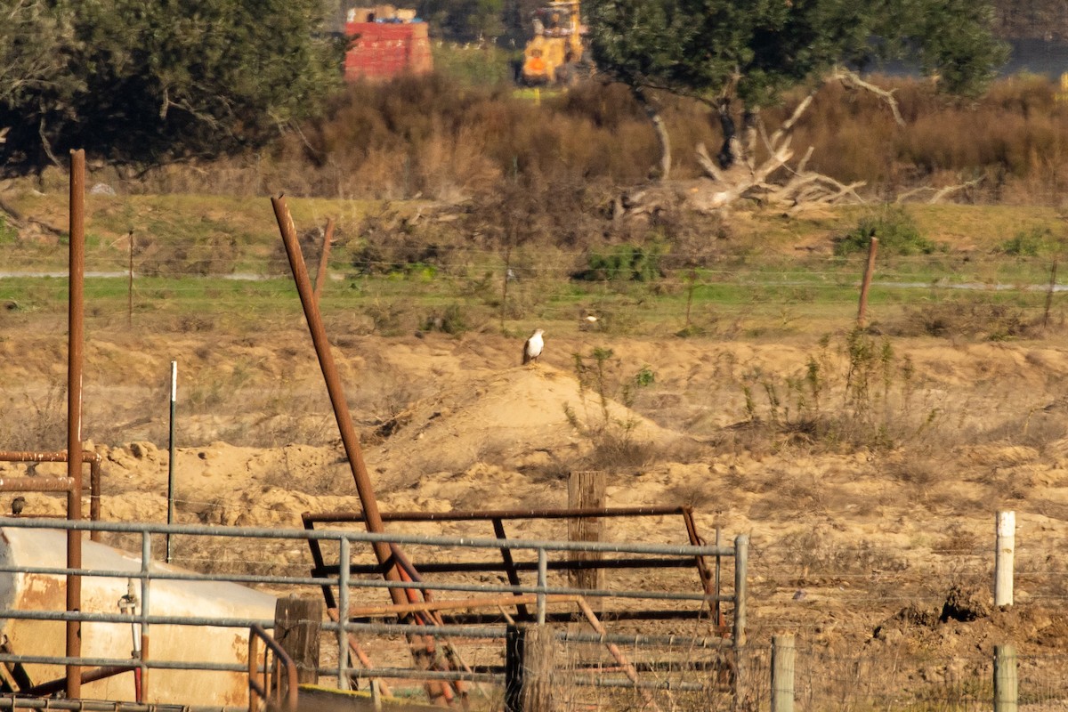 Ferruginous Hawk - ML286431601