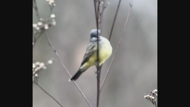 Cassin's Kingbird - ML286432191