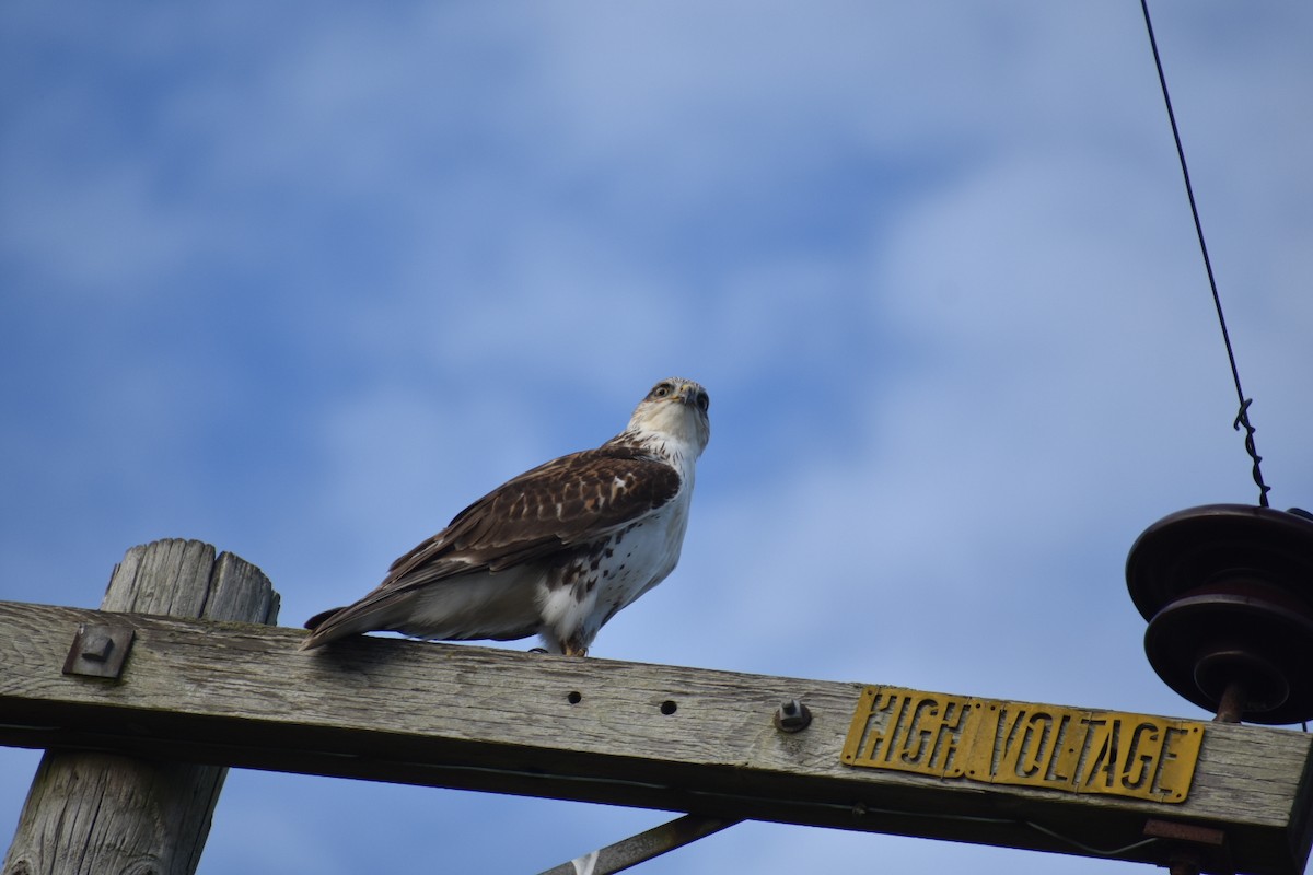 Ferruginous Hawk - ML286432681