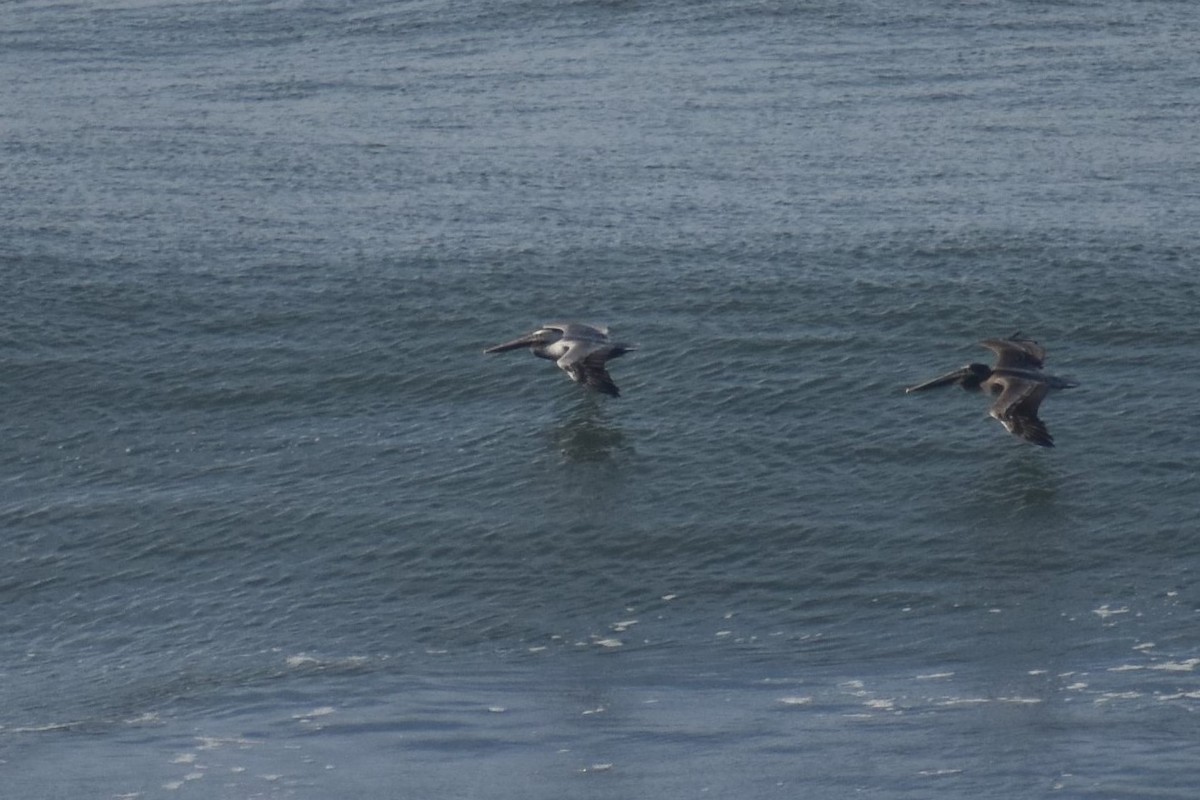 Brown Pelican - ML286435461