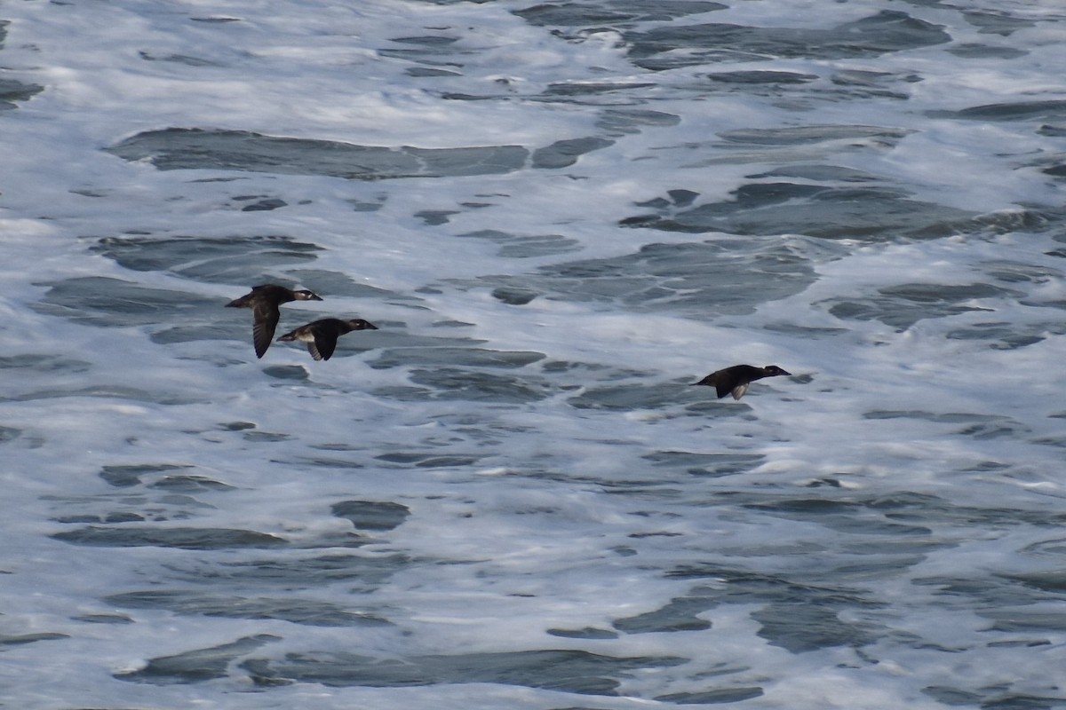 Surf Scoter - ML286435641