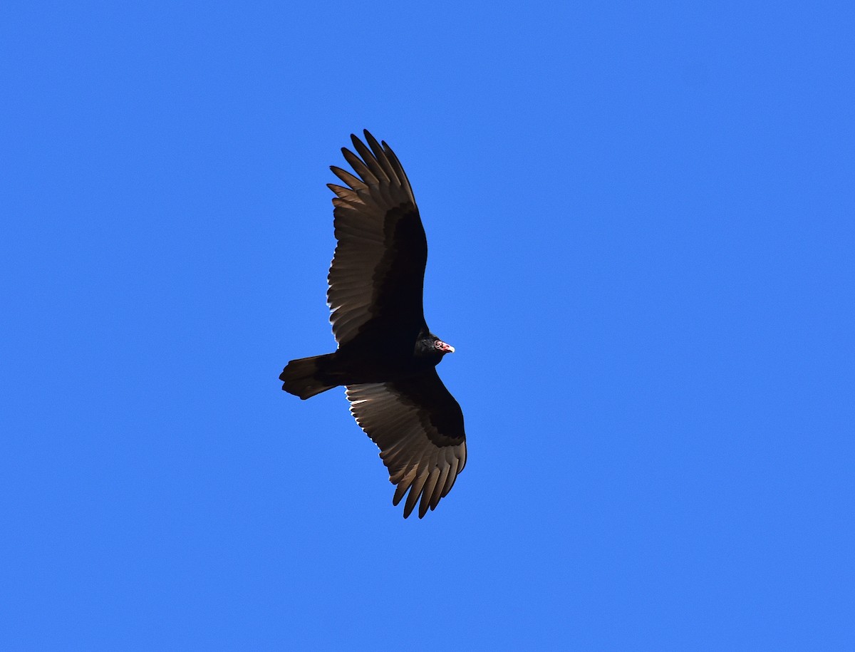 Turkey Vulture - ML286435651