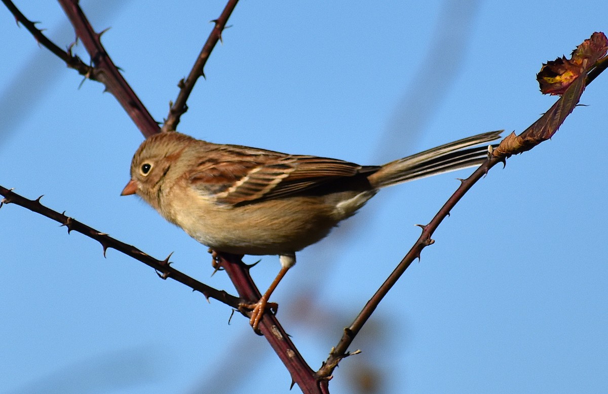 Field Sparrow - ML286435691