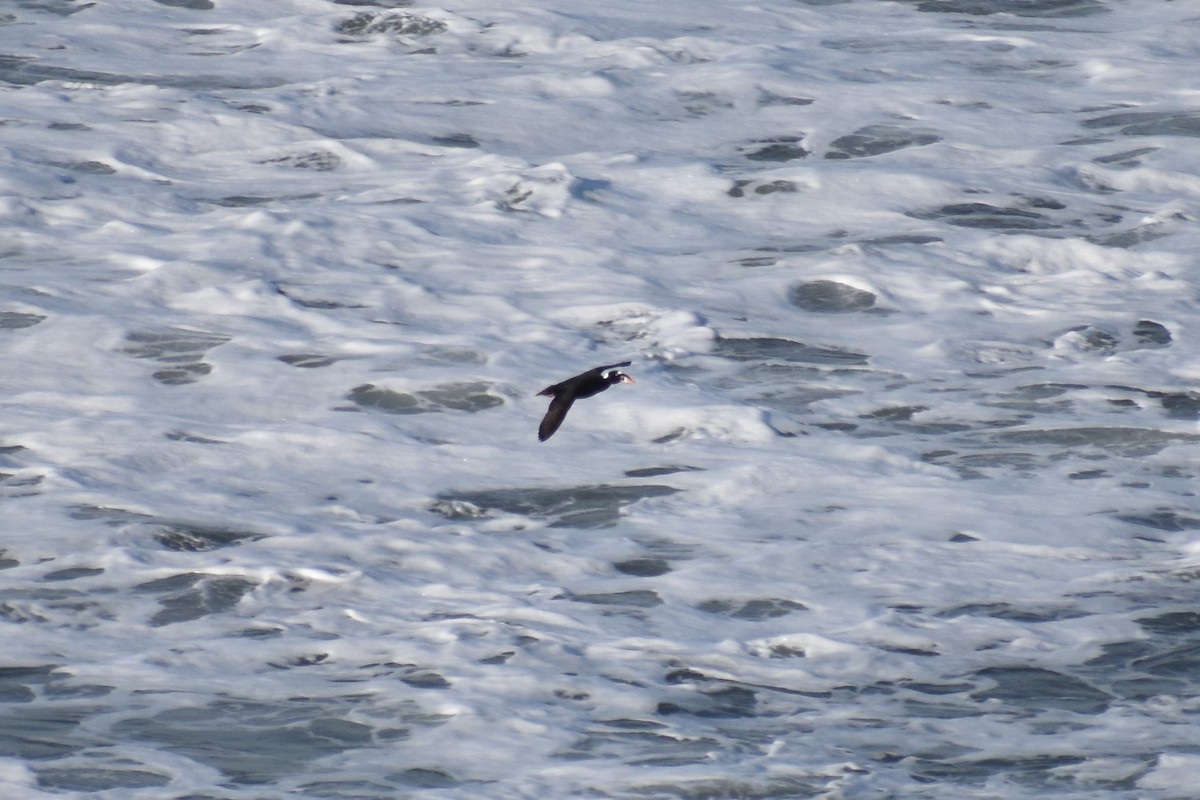 Surf Scoter - ML286435711