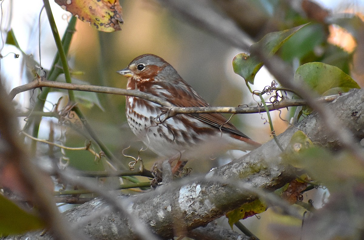 Fox Sparrow (Red) - ML286435751