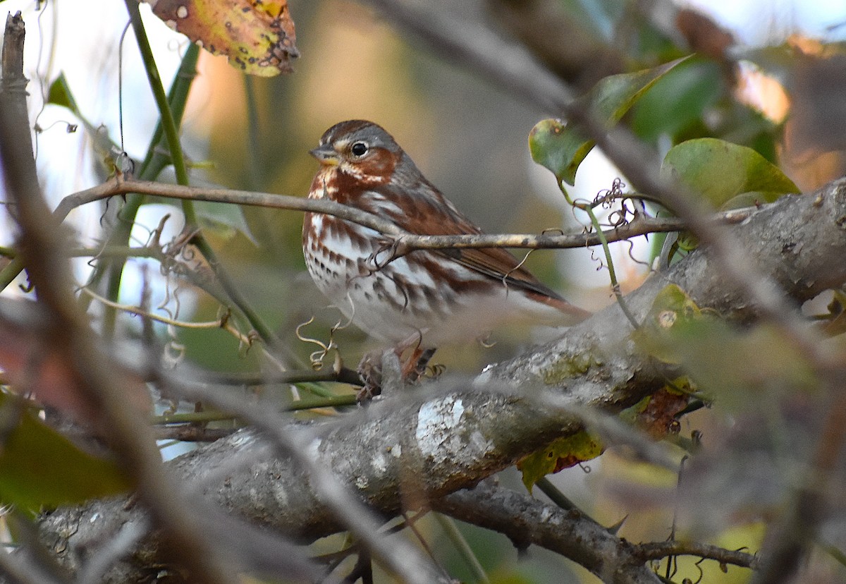 Fox Sparrow (Red) - ML286435791