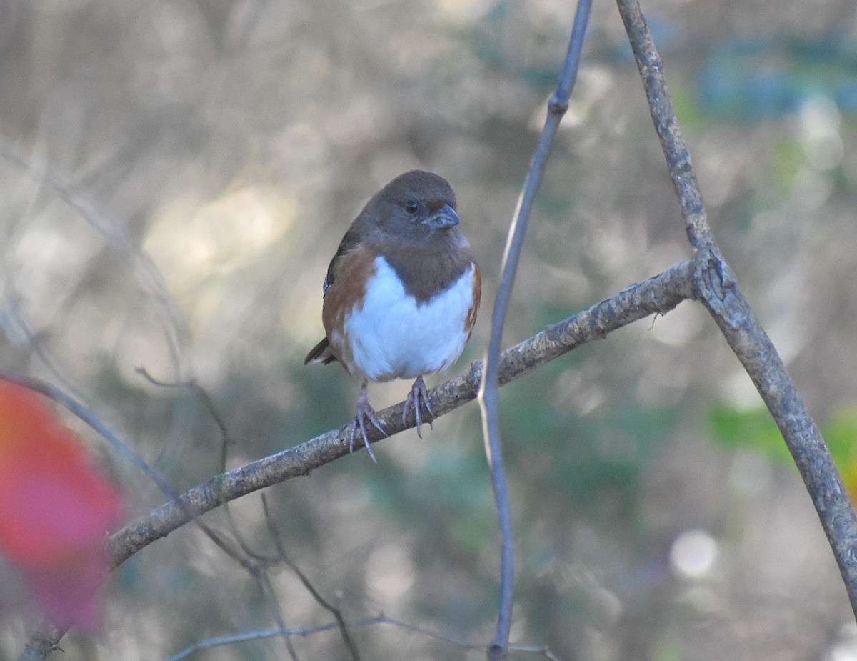 Eastern Towhee - ML286435811