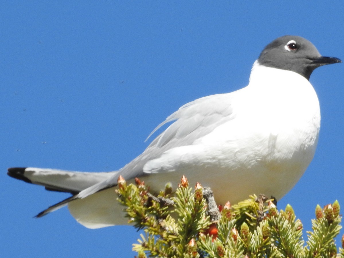 Bonaparte's Gull - ML28643601