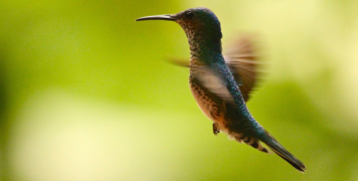 White-necked Jacobin - Adam Dudley