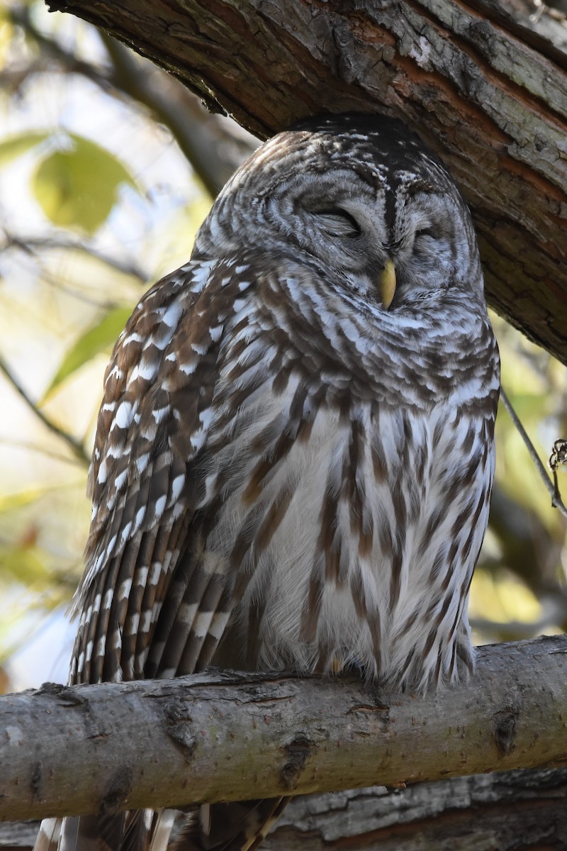 Barred Owl - ML286437411