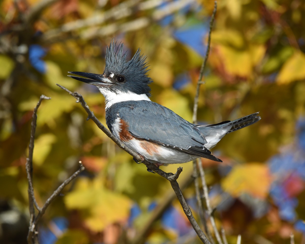 Belted Kingfisher - Matt Murphy