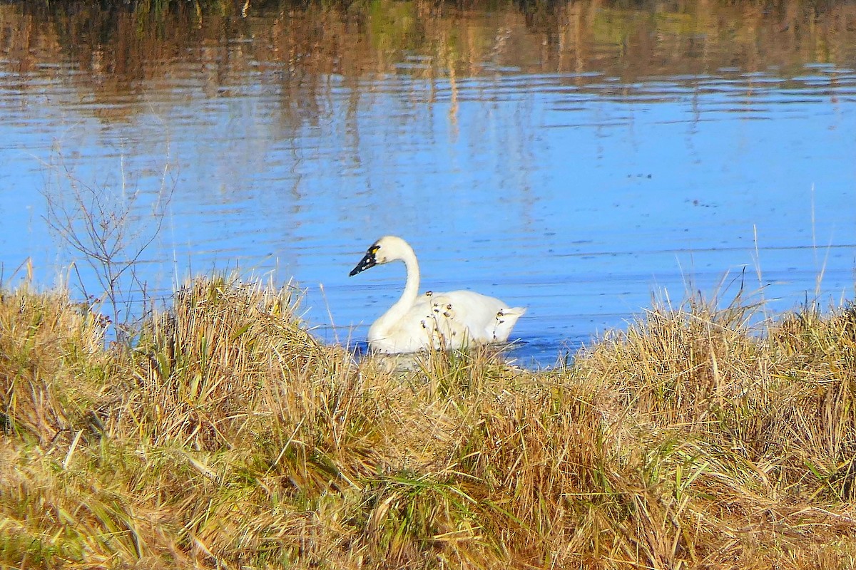 Tundra Swan - ML286438931