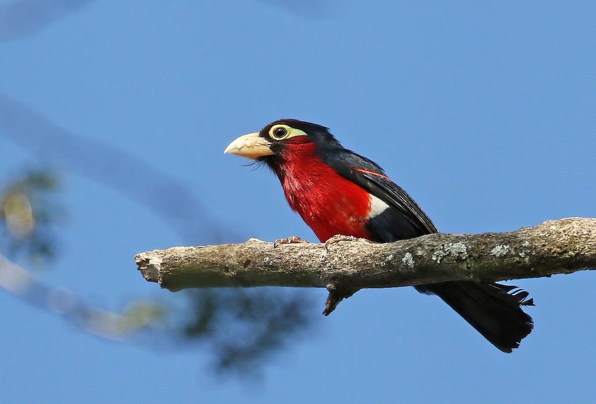 Double-toothed Barbet - Andrew Spencer