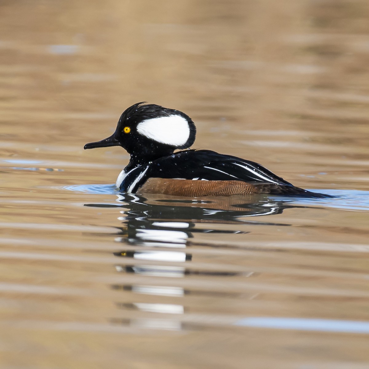 Hooded Merganser - Kurt Holz